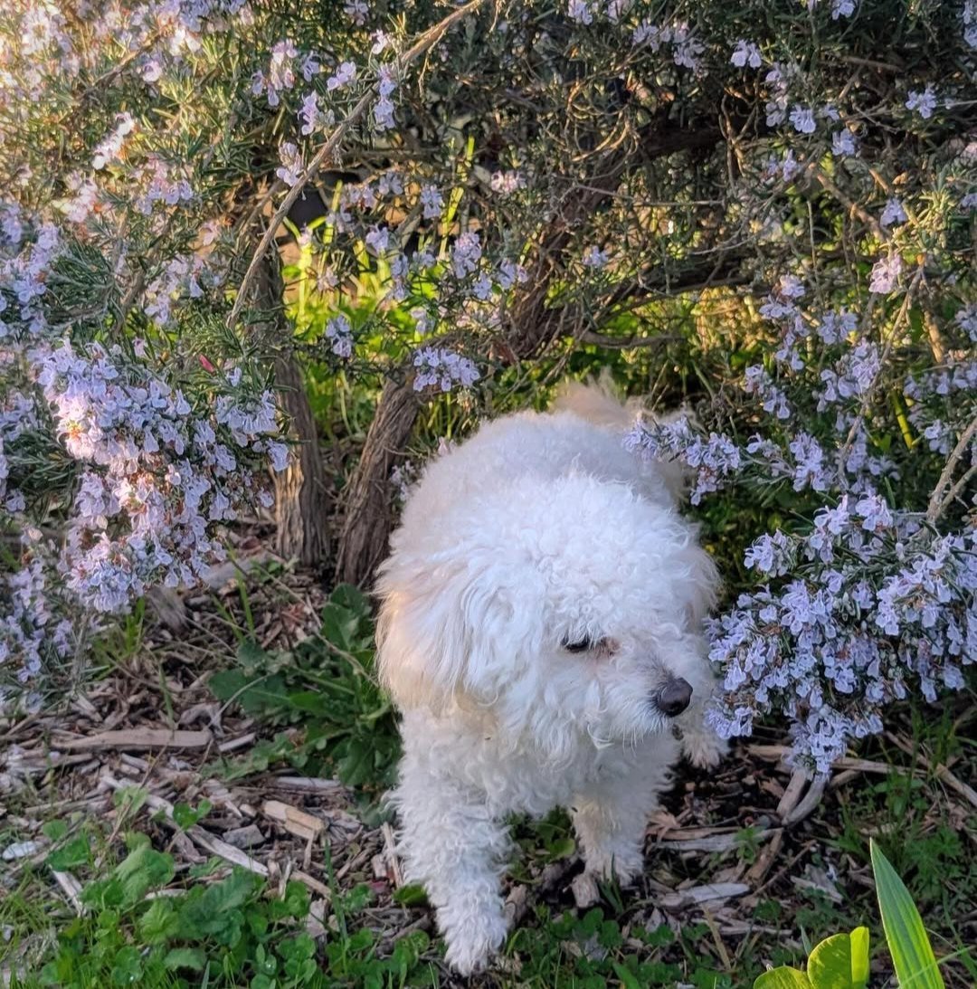 A bichon sitting in the flowering rosemary