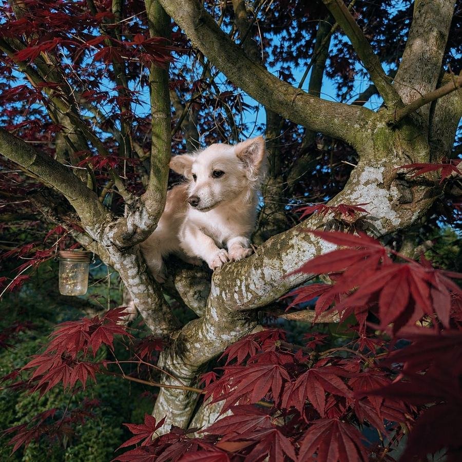 Kaori beneath the maple tree