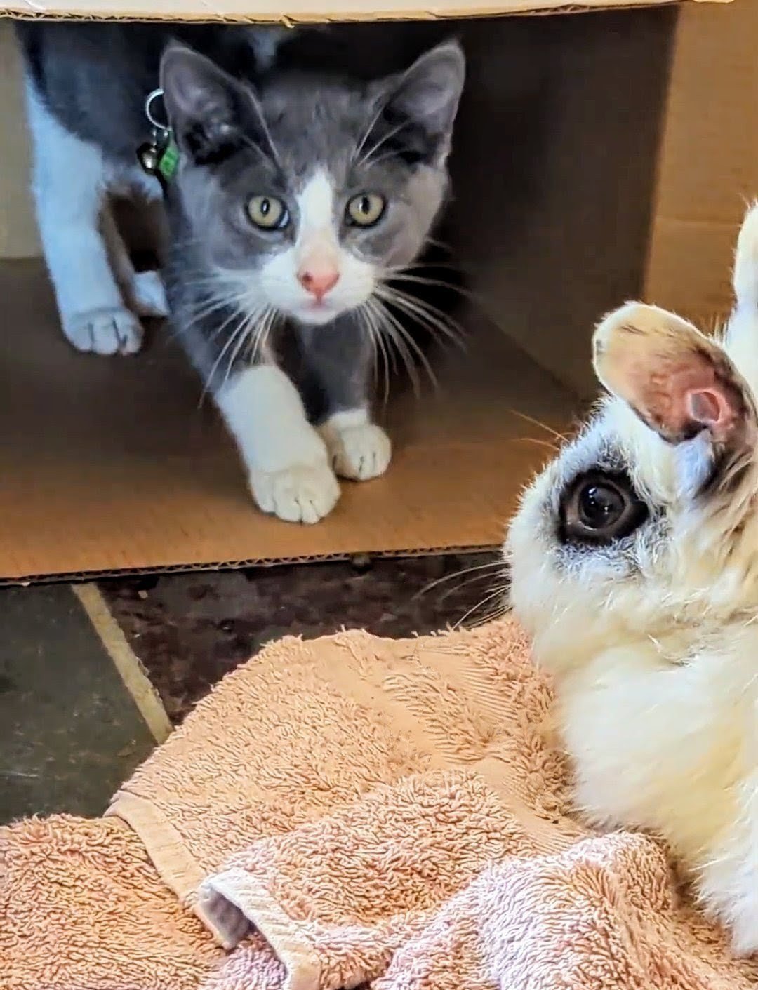 A kitten in a box meeting a puppy