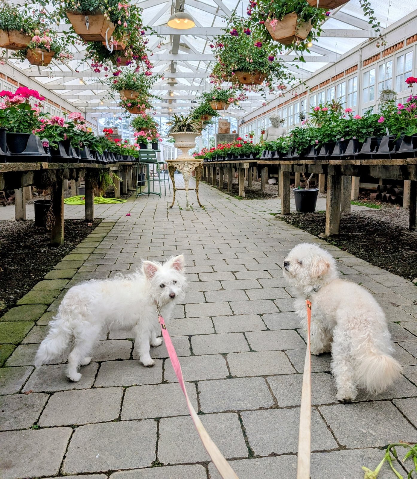 Two dogs in the greenhouse aisle