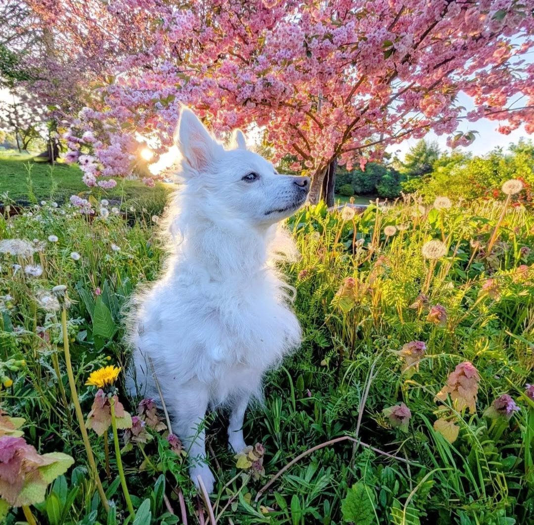 A white dog among cherry blossoms and dandelions