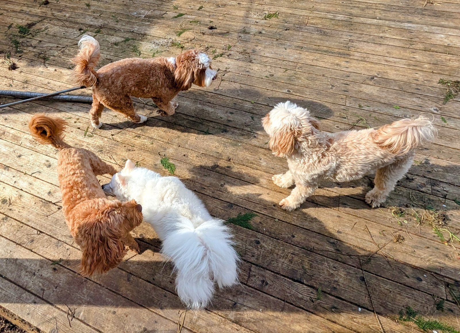 Yuki and three poodles on the deck