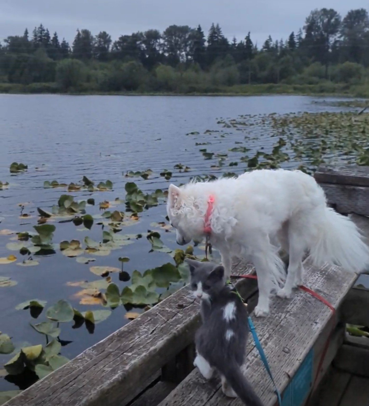 Yuki and Nobu beside a lily pond