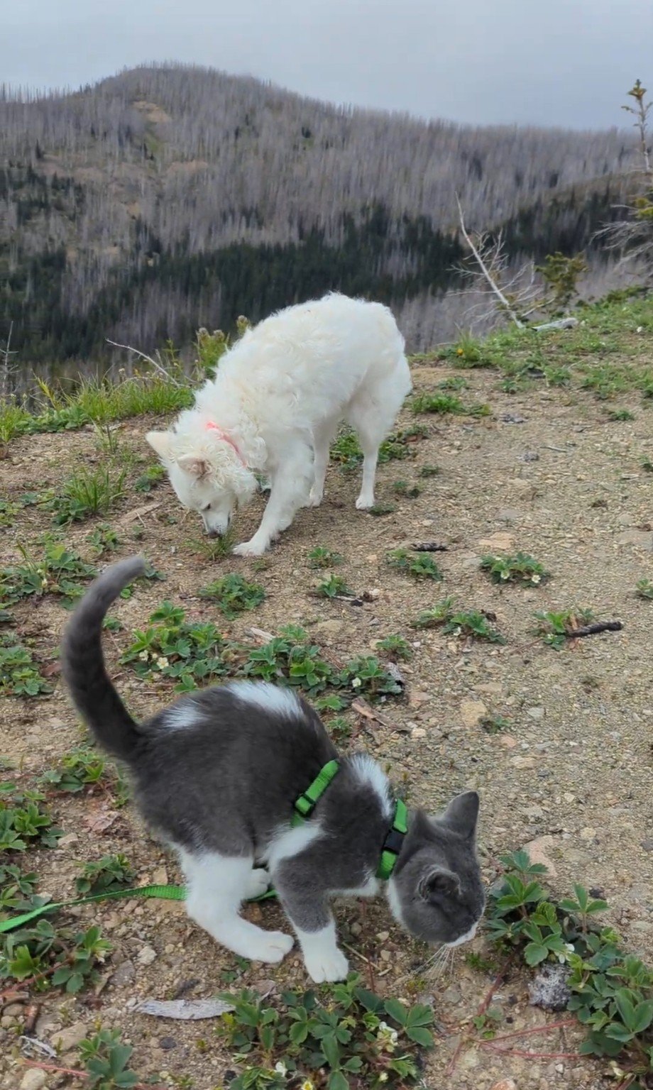 Yuki and Nobu on a mountain trail